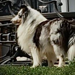 Silverado - Shetland Sheepdog