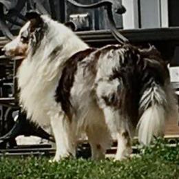 Silverado - Shetland Sheepdog
