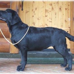 Labrador Retriever Puppies from Cecilie Drege