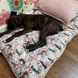 Boxer Puppies from Winchester Boxers