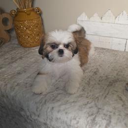 Sage - Red and white female Shih Tzu puppy in Kings Mountain, North Carolina from Britany's Shih Tzus