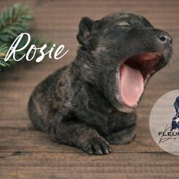 Rosie - Wheaten female Whoodle puppy in Knoxville, Tennessee from Fleury Farm Doodles TN