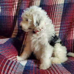 Daffy - Black and white female Sheepadoodle puppy in Bellevue, Iowa from Fluffy Wonders Poms and Doodles