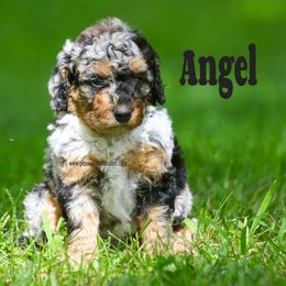 Angel - Merle female Labradoodle puppy in Saint Cloud, Minnesota from Grace Kennel