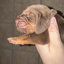 Red boy - Liver and tan male Bloodhound puppy in Conway, Missouri from Ozark Mountain Kennel