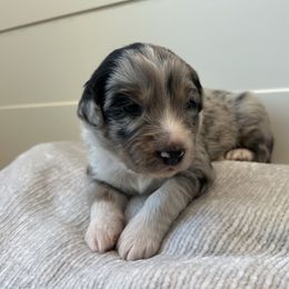 Rocky - Blue merle male Australian Shepherd puppy in Mantua, Utah from Rocky Mountain Aussies