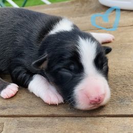 Miniature American Shepherd Puppies from SJC Texas Aussies