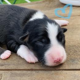 Miniature American Shepherd Puppies from SJC Texas Aussies