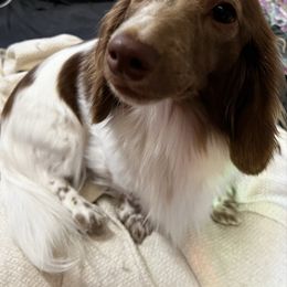 Muddpie - Dachshund