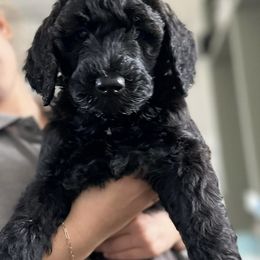 Goldendoodles from Thiem Doodles