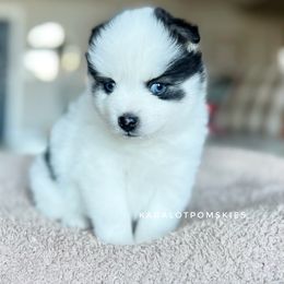 Joey - Black and white Pomsky puppy in Grass Valley, California from Karalot Pomskies