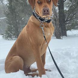 Rhodesian Ridgeback All Grown Up from Kandarin Kennels Rhodesian Ridgebacks