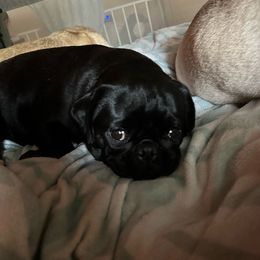 Pearl - Pug