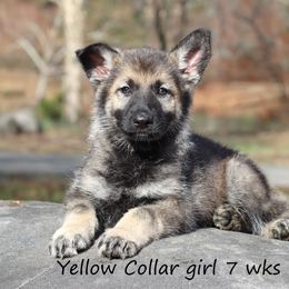 Yellow Collar - Sable female German Shepherd puppy in Elkmont, Alabama from Oakmont Shepherds
