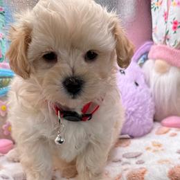 Ethan - Cream male Maltipoo puppy in Colonial Beach, Virginia from BeachRidge Pups