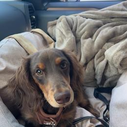 Dachshund All Grown Up from Dix n’ Dot Dachshunds