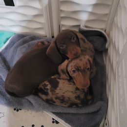 Dachshunds from SatillaDachs