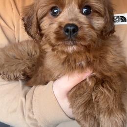 Moscato (female - red collar) - Red female Cavapoo puppy in Gilbert, Arizona from Azteddybeardoodles