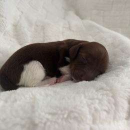 Arden - Piebald male Dachshund puppy in Las Vegas, Nevada from WienerQuadDoxiesLV