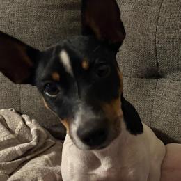 Penelope - Rat Terrier