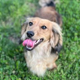 Aspen - Dachshund