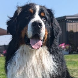 Yukon - Bernese Mountain Dog