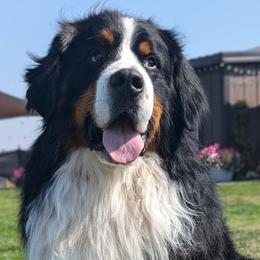 Yukon - Bernese Mountain Dog