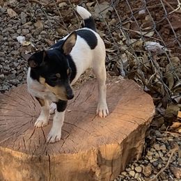 Toy Fox Terrier Puppies from Asgard Acres