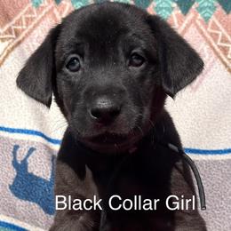 Black Collar - Black female Labrador Retriever puppy in Lincoln, Nebraska from Labrador Retriever Breedings