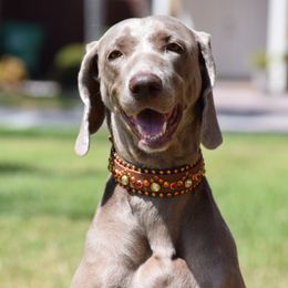 Vihra - Weimaraner