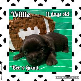 Willie - Liver male Shih Tzu puppy in Beatrice, Nebraska from I Shih Tzu Not Puppies
