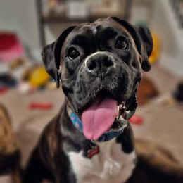 Mara - Boxer