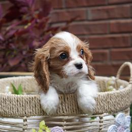 George - Blenheim male Cavalier King Charles Spaniel puppy in Lula, Georgia from Cavaliers by Crumley
