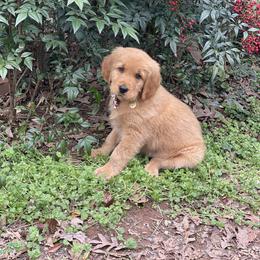 Golden Retriever Puppies from Chirping Meadows Goldens