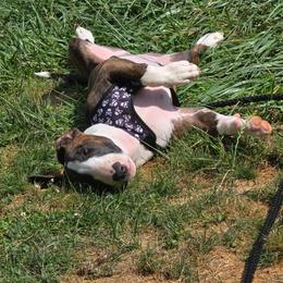 Bull Terrier Puppies from Lynn Hill Bull Terriers