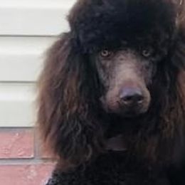 Luke - Poodle