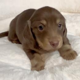 Max's Chocolate and Cream - Chocolate and cream female Dachshund puppy in Kalama, Washington from Dazzling Doxies