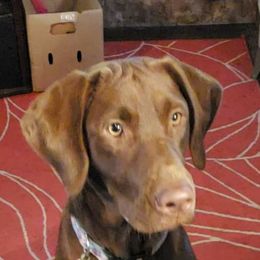 Willow - Labrador Retriever