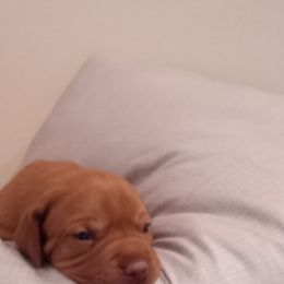 Vizsla Puppies from Foxfire Vizslas