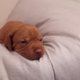 Vizsla Puppies from Foxfire Vizslas