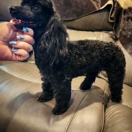 Nova - Poodle