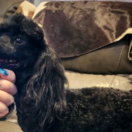 Nova - Poodle
