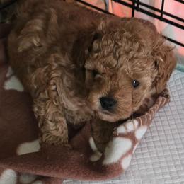 Mr Bojangels - Red  male Poodle puppy in Grand Saline, Texas from Oldfield Outdoors