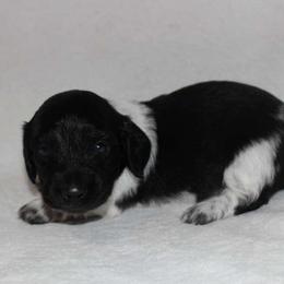 Scooby (2675) - Piebald male Dachshund puppy in Sonora, Kentucky from Maple Hill Miniature Dachshunds