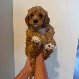 Todd - Apricot male Cavapoo puppy in Payson, Utah from Country Sky Doodles
