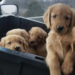Golden Retrievers and Labrador Retrievers from Keller's Retrievers