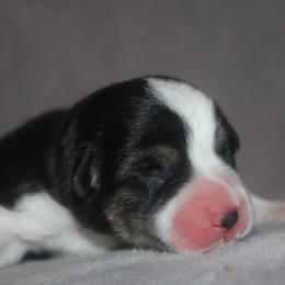 Ferrari - Black and tan male Pembroke Welsh Corgi puppy in West, Texas from Rustic Spur Kennel