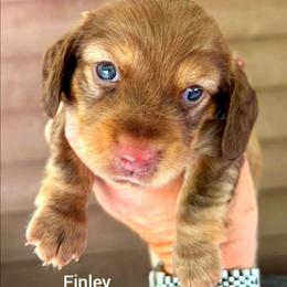Finley - Chocolate and tan female Dachshund puppy in Quitman, Mississippi from S-and-A Kennels