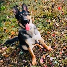 German Shepherds from Keeping Up with the Shepherds