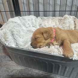 Kacey - Dark golden female Golden Retriever puppy in Evansville, Wyoming from Pura Vida Golden Retrievers
